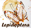Lepidoptera